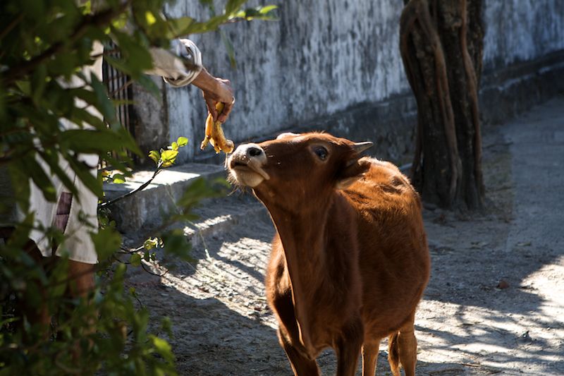 feeding a cow