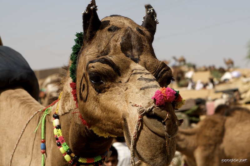 camel earrings