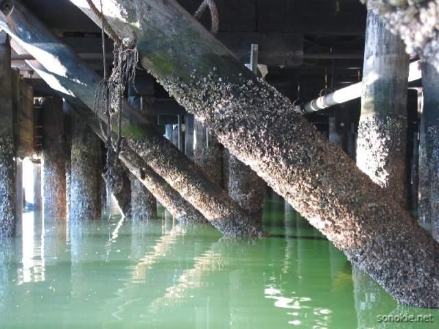 barnacle encrusted pilings