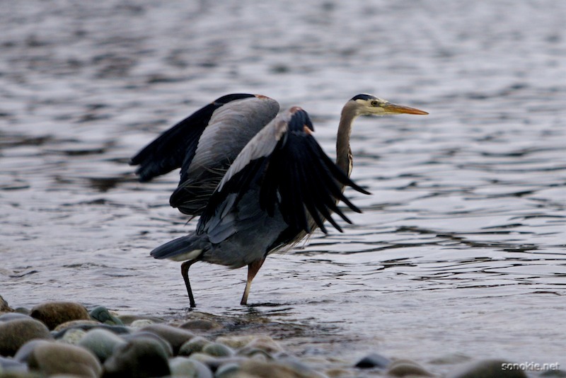 dancing bird