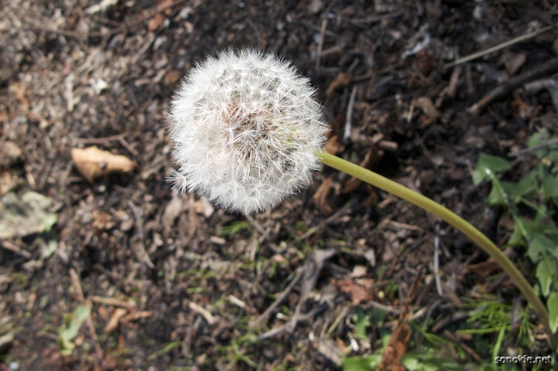 dandelion