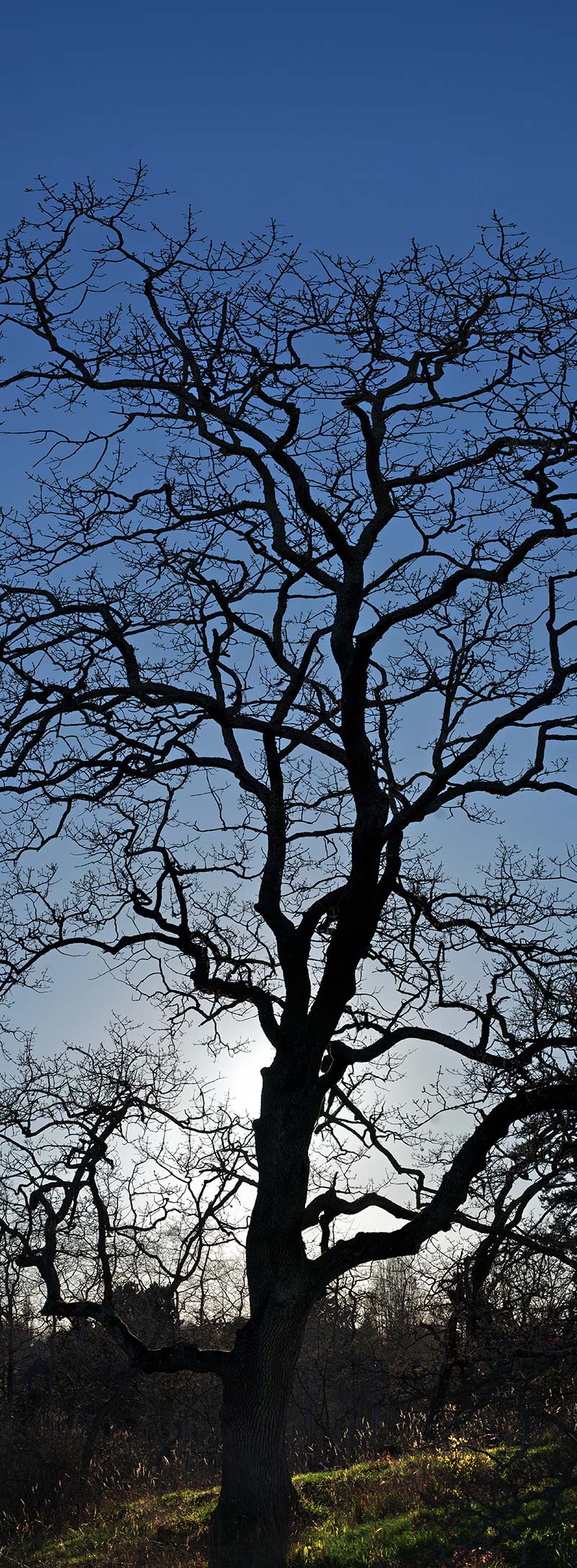 garry oak