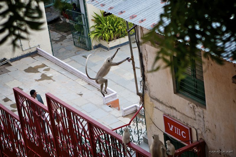 leaping monkey
