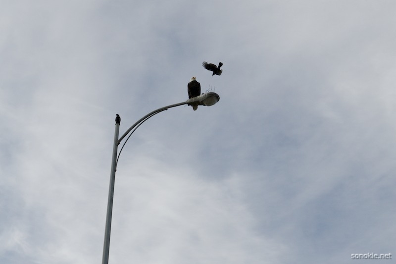 crow and eagle