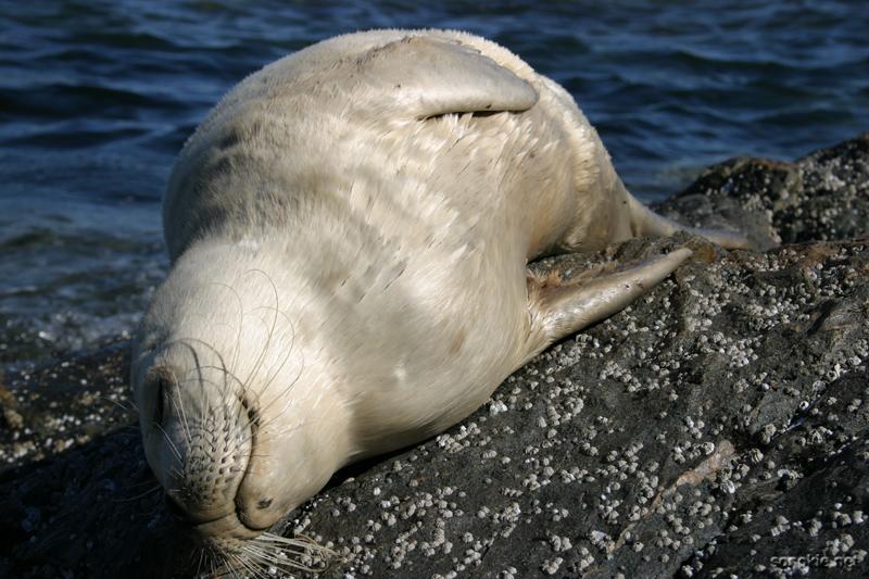 salty seal again