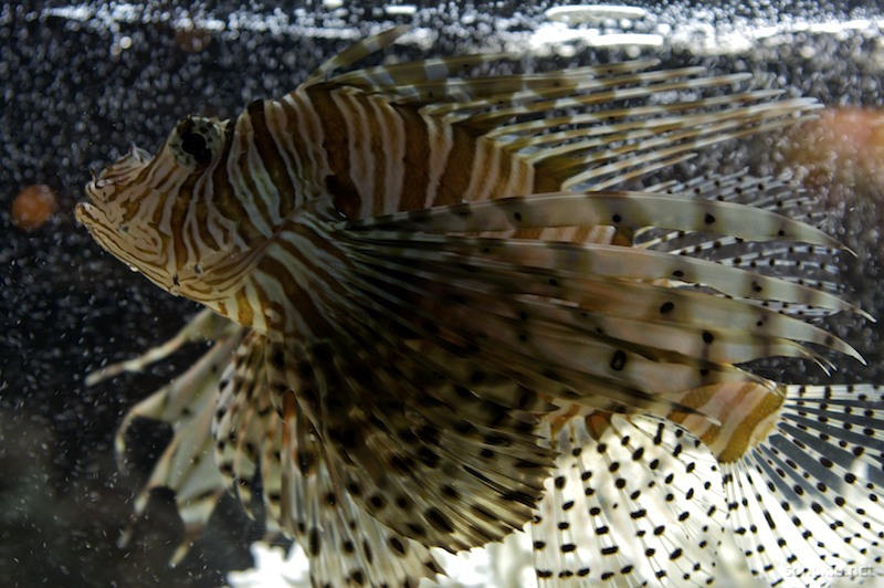 lionfish