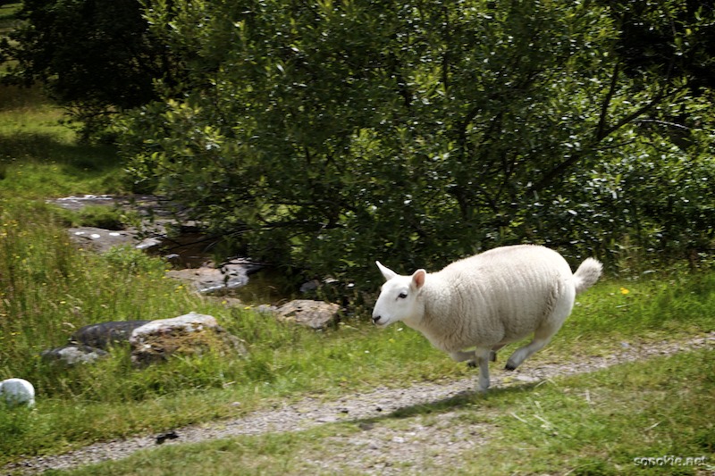 running sheep