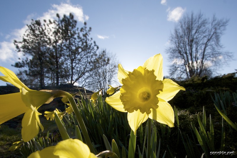 daffodil in the sun