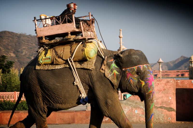 working elephant